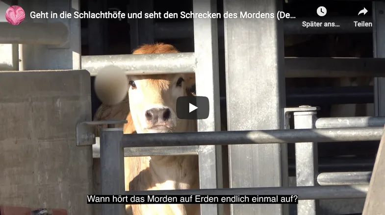 Geht In Die Schlachthoefe Seht Den Schrecken Des Mordens Fi