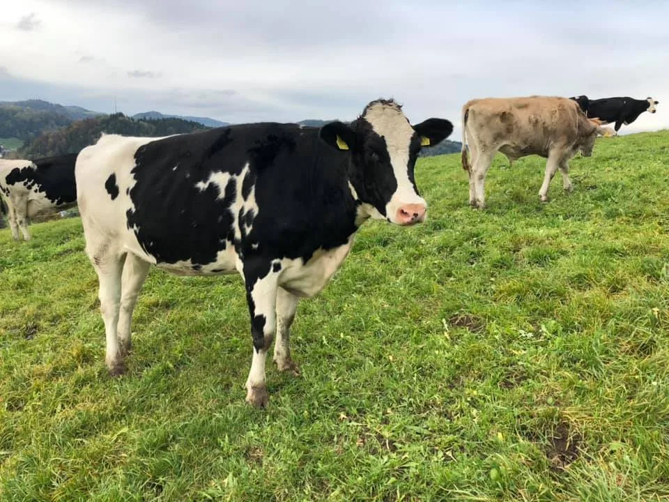 01 Kuhtoechter Adoptiert Fiby Jolimuh