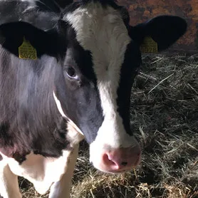 Fiby notre nouveau membre de la famille