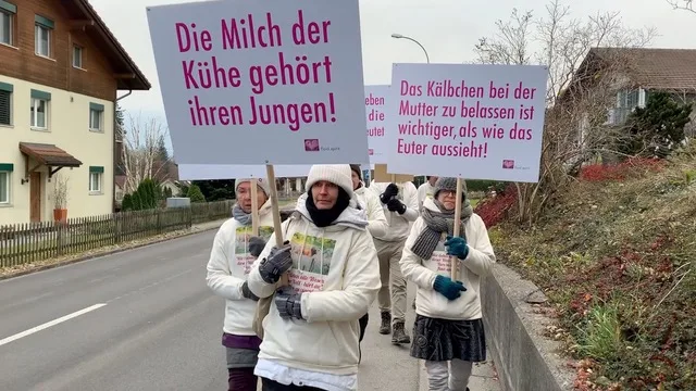 01 Zucht Und Nutzviehauktion Kerns