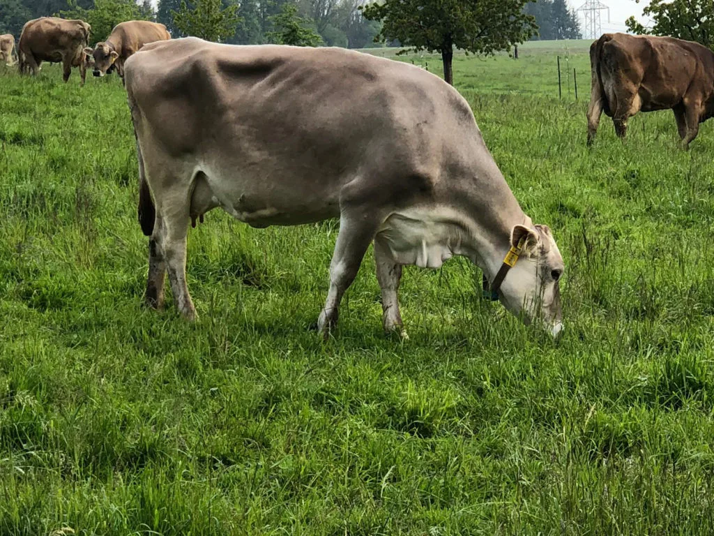 Vaches allaitantes maigres et exploitées