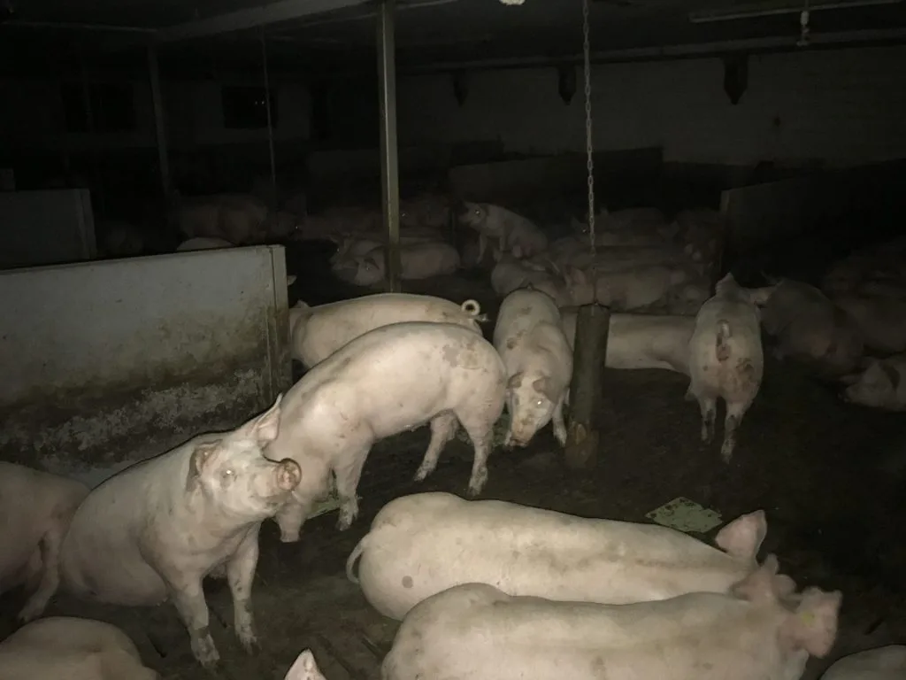 Dominion 03 Schweinehaltung Kant Zug
