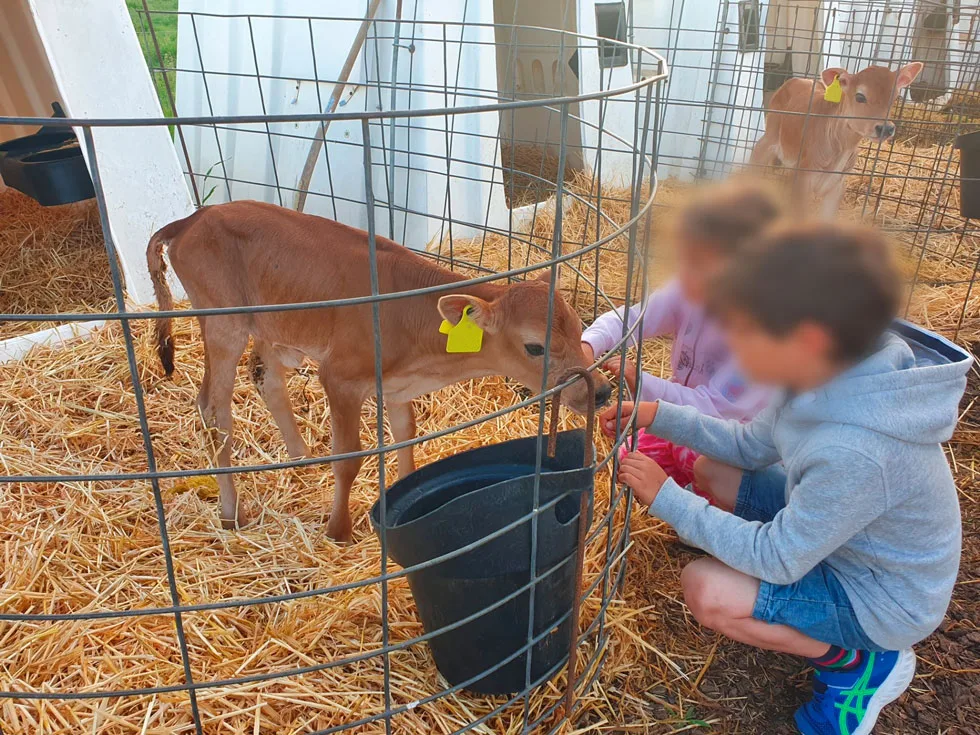 Übersetzen Les enfants humains essaient de réconforter les bébés vaches