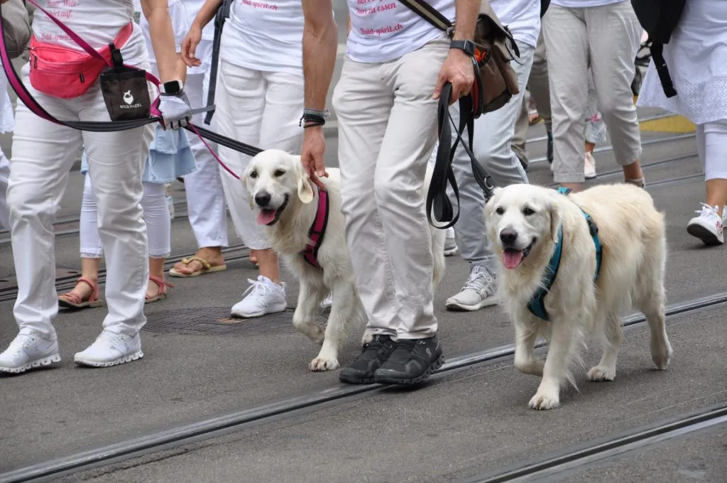 Official Animal Rights March 2019 In Zuerich 2