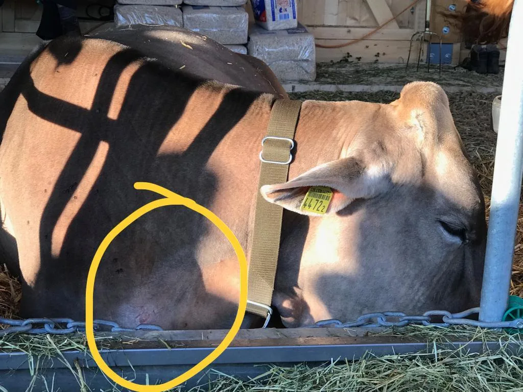 Qual der Tiere am ESAF (Eidg. Schwinger- und Älplerfest)