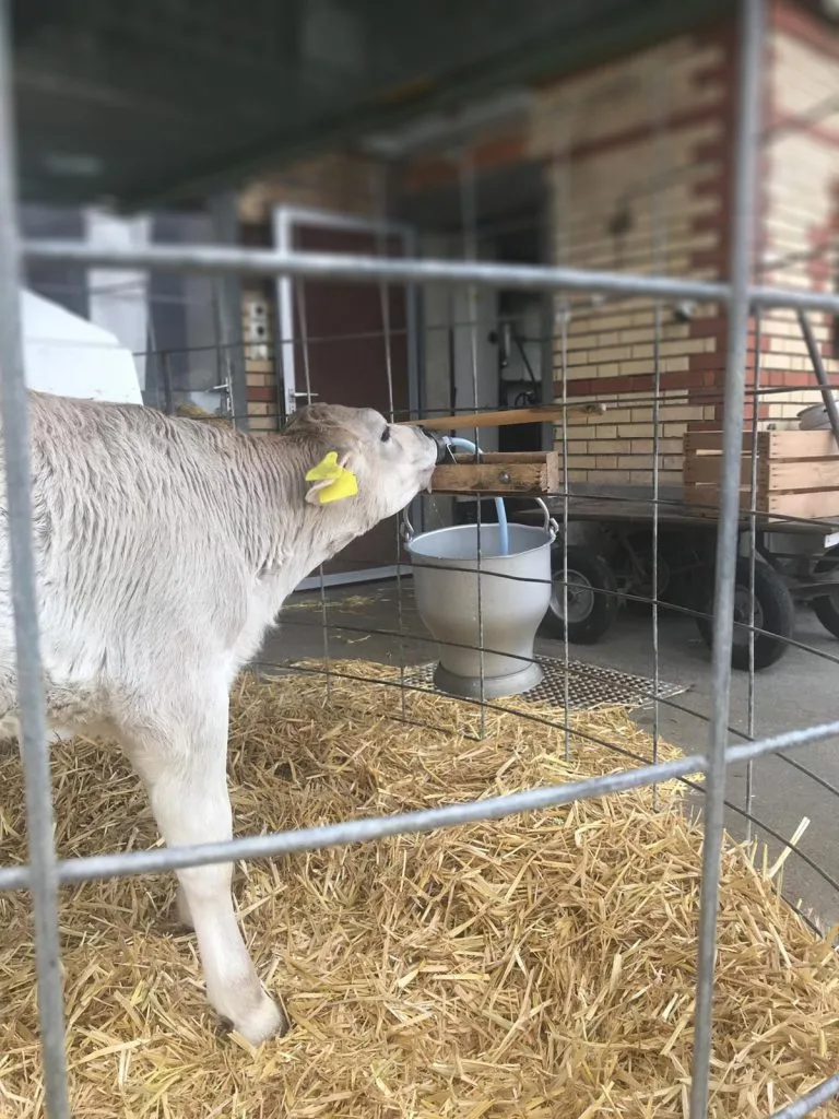 Au lieu d’aller chez leur mère , les veaux doivent sucer le lait dilué dans des tuyaux en plastique .