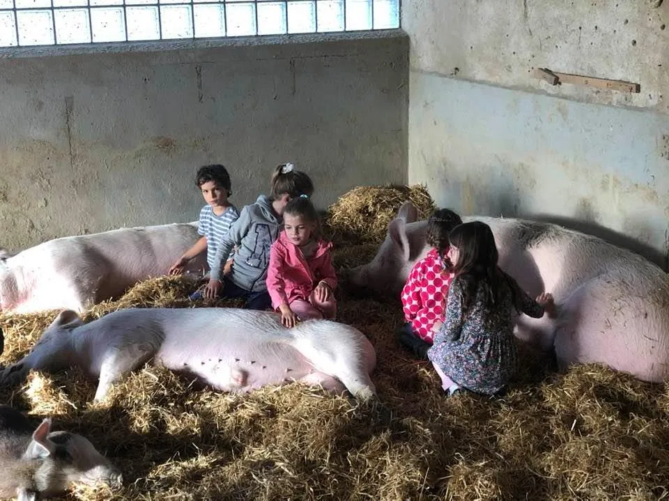 The proper pigs