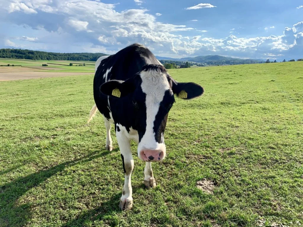 Nos vaches dans leur nouvelle maison à Gummehof, Epsach